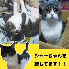 【東郷町】迷子猫を探してます