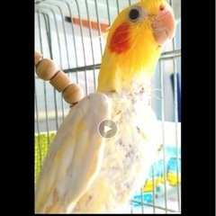 ルチーノ　オカメインコ　鳥　再募集　里親