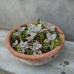 多肉植物寄せ植え②　鉢付きお渡し