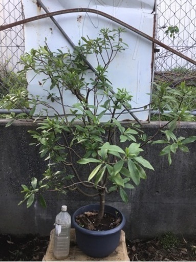 沈丁花　白　１２０センチ