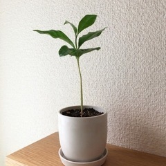 観葉植物　コーヒーの木(12)　19cm　白いおしゃれな2号の鉢...