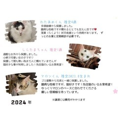 本日！！3匹の為の小さな猫の譲渡会 - 岐阜市