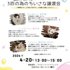 本日！！3匹の為の小さな猫の譲渡会