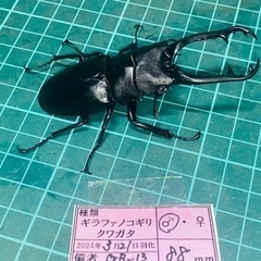 （お取引中）
⑤ ギラファノコギリクワガタ　新成虫ペアの販売