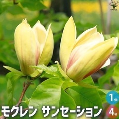 珍しい品種 黄色×ピンク グラデーション 木蓮 モクレン サンセ...