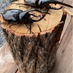 ヘラクレスとネプチューン♂単