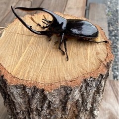 ヘラクレスとネプチューン♂単