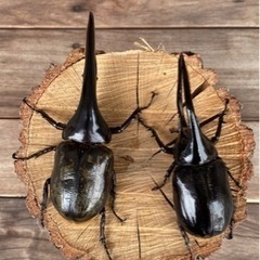 ヘラクレスとネプチューン♂単