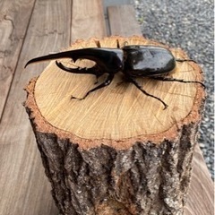 ヘラクレスとネプチューン♂単