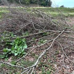 薪、伐採枝
