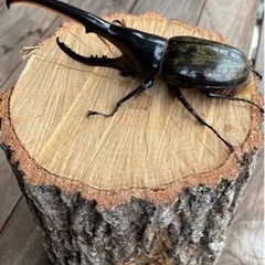 ヘラクレスヘラクレス163ミリ