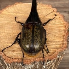 ヘラクレスヘラクレス163ミリ