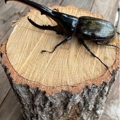 ヘラクレスヘラクレス163ミリ