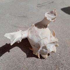 鹿の頭蓋骨　スカル　