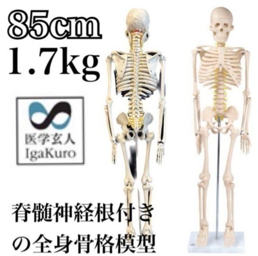 お引き取りは1000円引き！限定地域はお届け無料☆医学玄人 IGAKURO 神経全身骨格模型 1/2サイズ 店舗 什器 インテリア 柔道整復師 整形外科