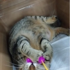 人見知り無し！1才未満のキジトラ猫