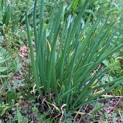 浅葱　アサツキ　苗 50本以上　野菜　ネギ　小葱