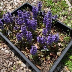 アジュガ　十二単　グランドカバー　紫の花　植物