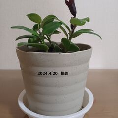 エスキナンサス モナリザ ① 2024.4.20撮影