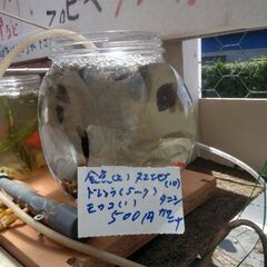 可愛いガラス瓶に金魚、ドジョウ、モロコ、ヌマエビ、タニシ。カワニ...