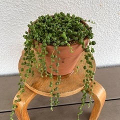 観葉植物　
グリーンネックレス