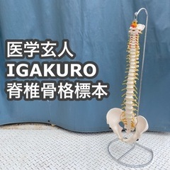 医学玄人 IGAKURO 脊椎骨格標本　脊椎 脊柱 背骨 模型 現状品