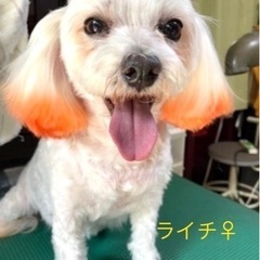 家族になってくださる里親さん募集致します🐶