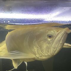 熱帯魚 アルビノシルバーアロワナ 