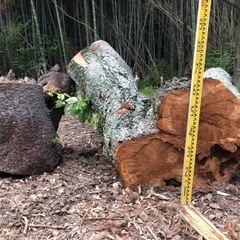 桜！！丸太！原木、桜チップ！