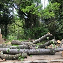 桜！！丸太！原木、桜チップ！