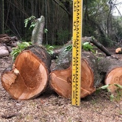 桜！！丸太！原木、桜チップ！
