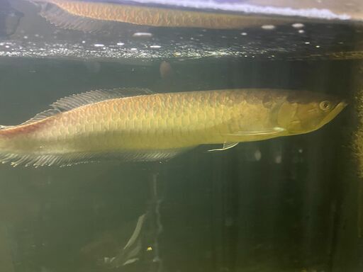 【お取引先が決まりました】熱帯魚 ブラックアロワナ