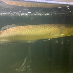 【お取引先が決まりました】熱帯魚 ブラックアロワナ 