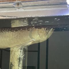 お取引先が決まりました】熱帯魚 ブラックアロワナ