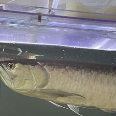 お取引先が決まりました】熱帯魚 ブラックアロワナ