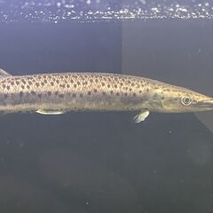 熱帯魚 マーブルハイドロシナスガー　20～25cm程度