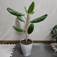 〖観葉植物〗フィカス · ベンガレンシス　①