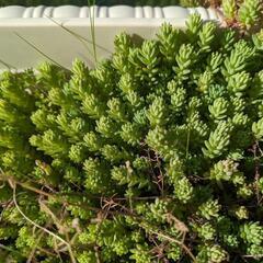 多肉植物　セダム