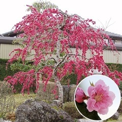 相模枝垂れ桃 花桃（赤八重咲き）