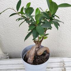 ♣観葉植物　ガジュマル