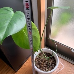 観葉植物 モンステラ　鉢付き　