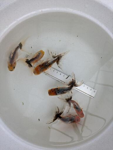 東錦　明け2歳　6匹　金魚