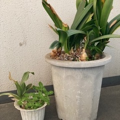 植木 クンシランとオモト