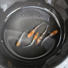 三色体外光 写真現物 上物 30～35匹