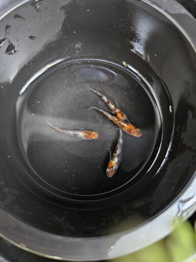 三色体外光 写真現物 上物 30～35匹