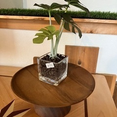 ディスプレイテーブル&観葉植物（造花）