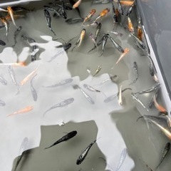 メダカ300匹くらい　商談中