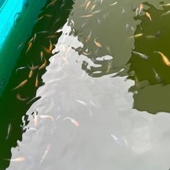 メダカ300匹くらい　商談中