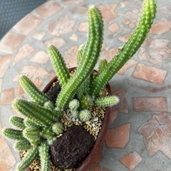 ガーデニング　サボテン🌵
