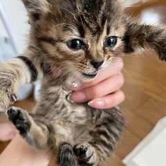 【トライアル中の為一旦問い合わせストップします】昨日保護した子猫です。